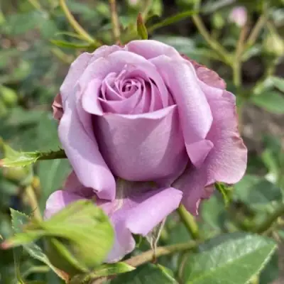 Роза БИЛОНА спрей в Солигорске