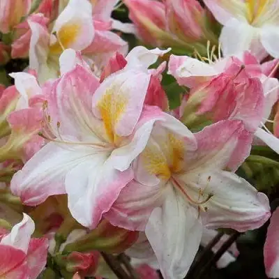 Азалия САТОМИ японская в Солигорске