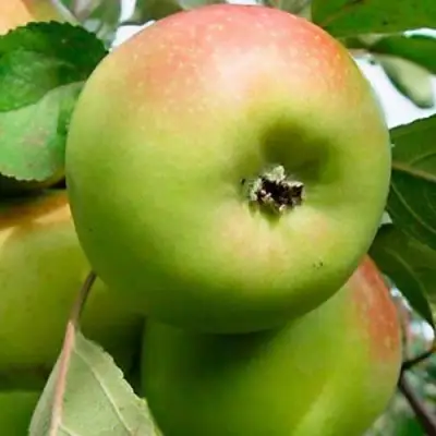 Яблоня БРАТ ЧУДНОГО стелющаяся в Солигорске