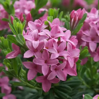 Волчеягодник КОЛЛИНА ГАРАЛЕНС в Солигорске