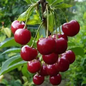 Дюк ФАКЕЛ в Солигорске