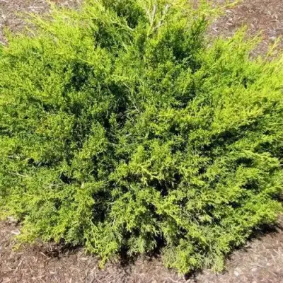 Можжевельник ИЗАБЕЛИН китайский в Солигорске