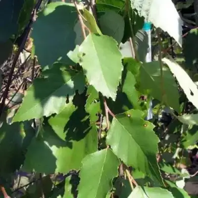 Береза САММЕР КАСКАД черная в Солигорске