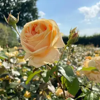 Роза КЕНДЛАЙТ чайно-гибридная в Солигорске