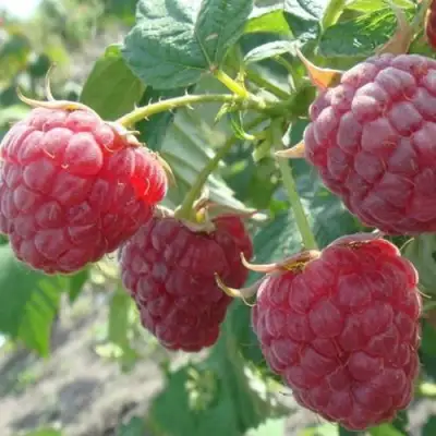 Малина БРУСИЛОВСКАЯ в Солигорске