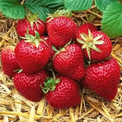 Клубника ХОНЕЙ в Солигорске