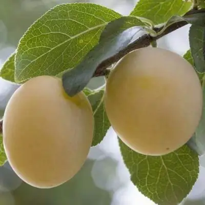 Слива УТРО в Солигорске