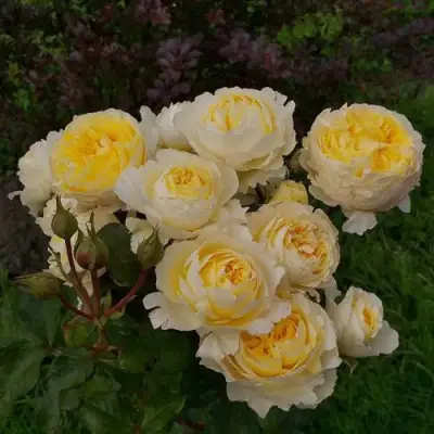 Роза БЕАТРИС английская в Солигорске