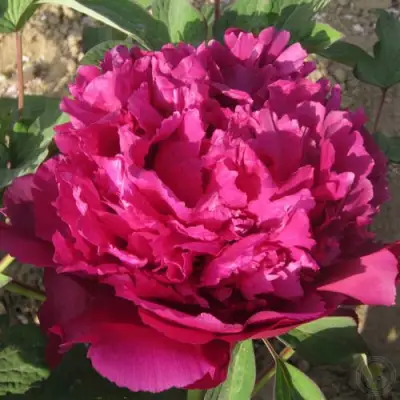 Пион ТАЙНАЯ СТРАСТЬ древовидный в Солигорске