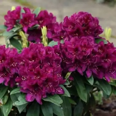 Рододендрон КАЛИ в Солигорске