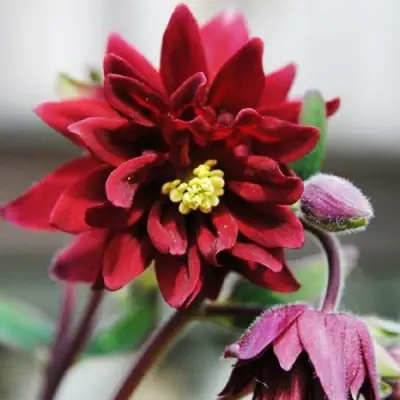 Аквилегия РУБИ ПОРТ обыкновенная в Солигорске