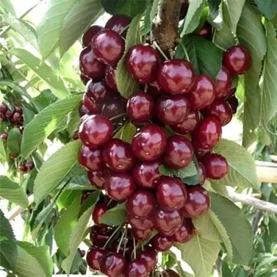 Черешня СИЛЬВИЯ колоновидная в Солигорске