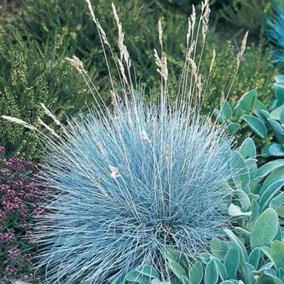 Овсяница АЙСФОГЕЛЬ сизая в Солигорске