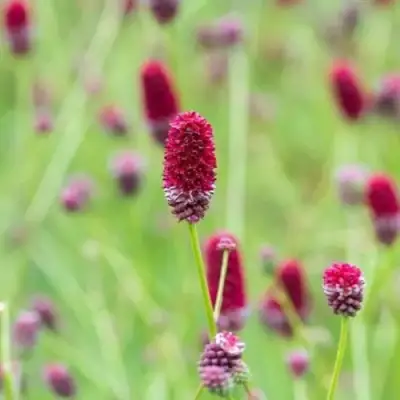 Кровохлебка БИТЛВИНГЗ в Солигорске