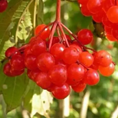 Калина ПАМЯТИ ВАЛЕНТИНЫ в Солигорске