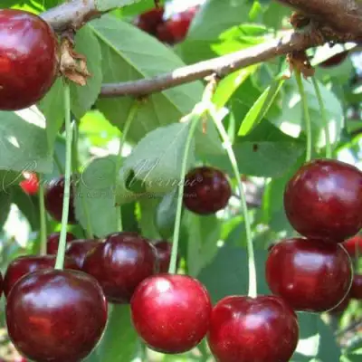 Дюк ИВАНОВНА в Солигорске