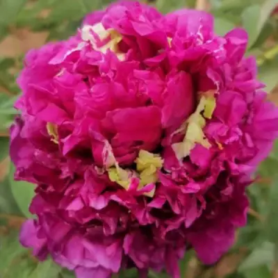 Пион ПОЛЕТ ЛАСТОЧКИ древовидный в Солигорске