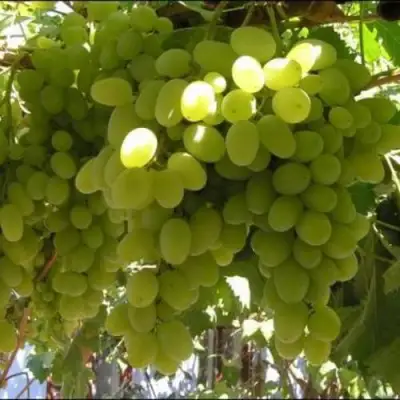 Виноград ИЛЬЯ  в Солигорске