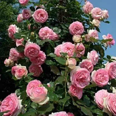 Роза ПЬЕР ДЕ РОНСАР плетистая в Солигорске