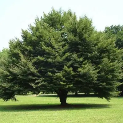 Бук обыкновенный в Солигорске