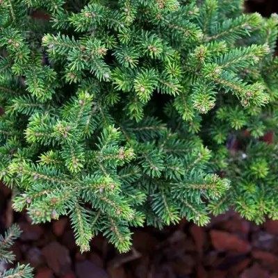 Ель ВИЛС ЦВЕРГ обыкновенная в Солигорске