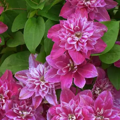 Клематис МАЙ ДАРЛИНГ  в Солигорске