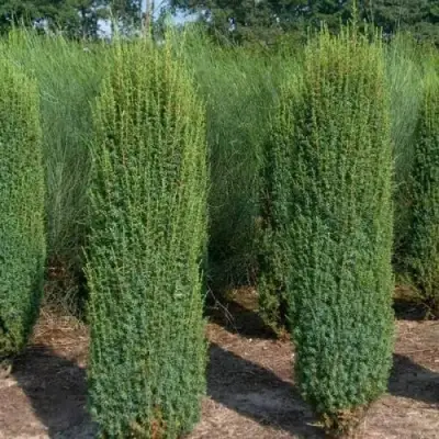 Можжевельник ХИБЕРНИКА обыкновенный  в Солигорске