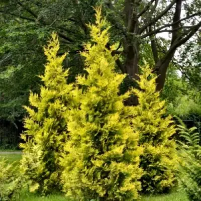 Туя ГОЛДЕН БРАБАНТ западная в Солигорске
