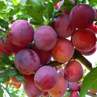 Слива НЕКТАРИННАЯ АРОМАТНАЯ в Солигорске