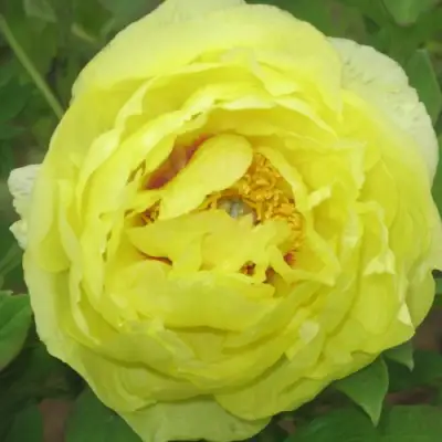 Пион ЗОЛОТО ПОДНЕБЕСНОЙ древовидный в Солигорске