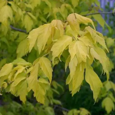 Клен ясенелистный в Солигорске