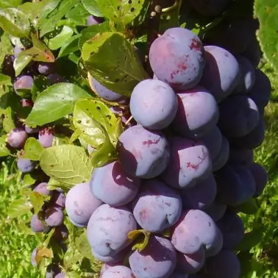 Слива НАГРАДА НЕМАНСКАЯ в Солигорске