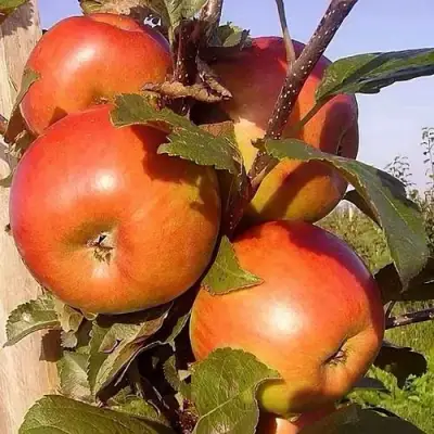 Яблоня ФРИДОМ в Солигорске