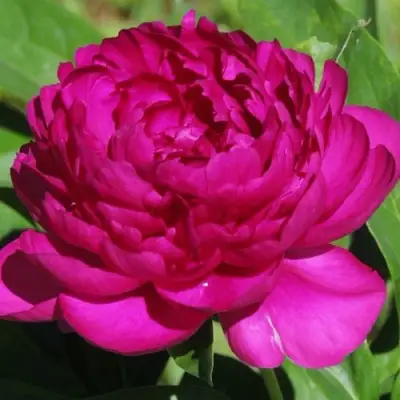 Пион БАРХАТ НОЧИ травянистый в Солигорске