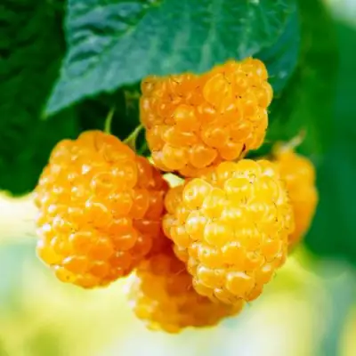 Малина МЕДОВАЯ в Солигорске