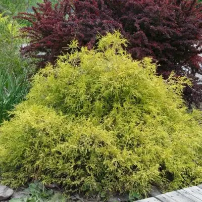 Кипарисовик ГОЛДЕН МОП горохоплодный в Солигорске