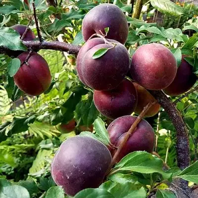 Шарафуга БЕЛЛА РОЯЛЬ в Солигорске