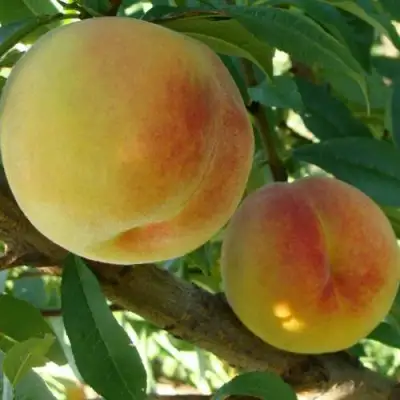 Персик ДОНЕЦКИЙ ЖЕЛТЫЙ в Солигорске