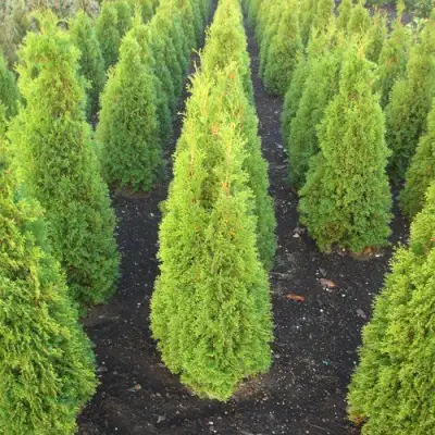 Туя САННИ СМАРАГД западная  в Солигорске