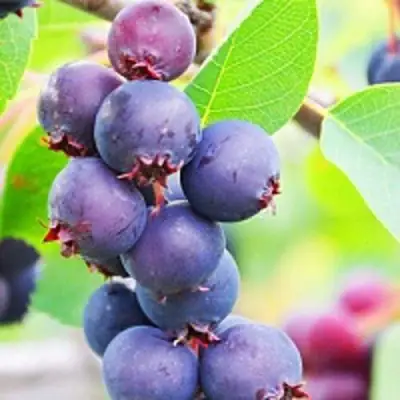 Ирга СМОУКИ в Солигорске