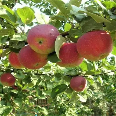 Яблоня ОРЛИК в Солигорске