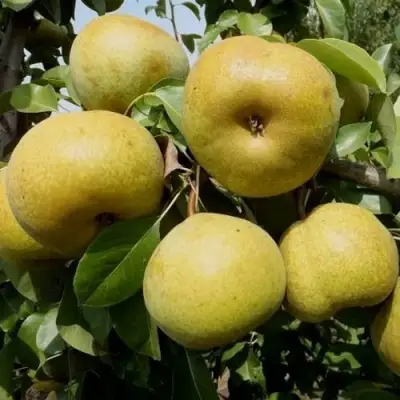 Груша ПЛАТОНОВСКАЯ в Солигорске