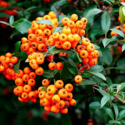 Пираканта ОРАНЖ ГЛОУ в Солигорске