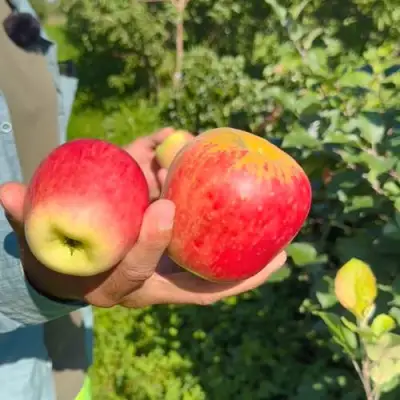 Яблоня БЛАГАЯ ВЕСТЬ в Солигорске