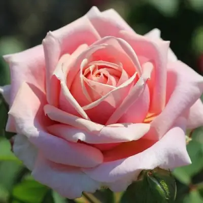 Роза ФРЕДЕРИК МИСТРАЛЬ чайно-гибридная в Солигорске