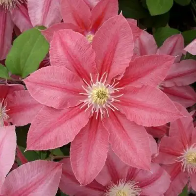 Клематис ЛИТЛ МЕРМЕЙД в Солигорске