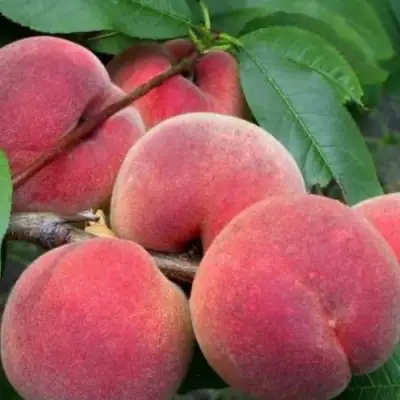 Персик ЮБИЛЕЙ СТОЛИЦЫ колонновидный в Солигорске