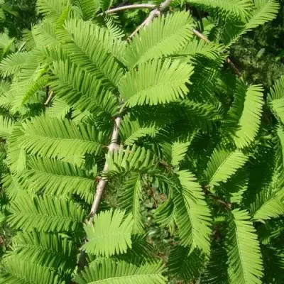 Метасеквойя  ГЛИПТОСТРОБОИДНАЯ  в Солигорске