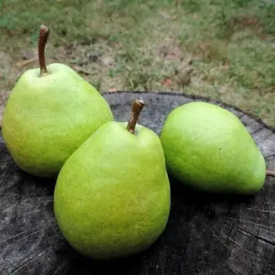 Груша БЕРЕ ЛЮКА в Солигорске