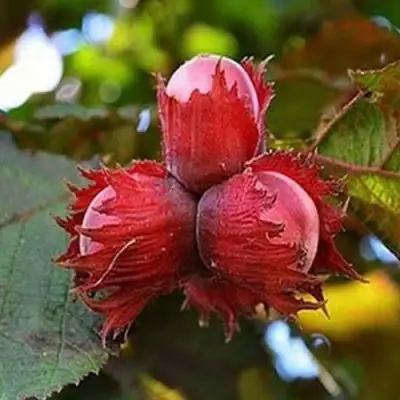 Фундук КРАСНЫЙ ЯНТАРЬ в Солигорске